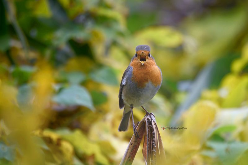 фотоохота, птица, зарянка, осень, птицы Легко на сердце от песни веселой. фото превью
