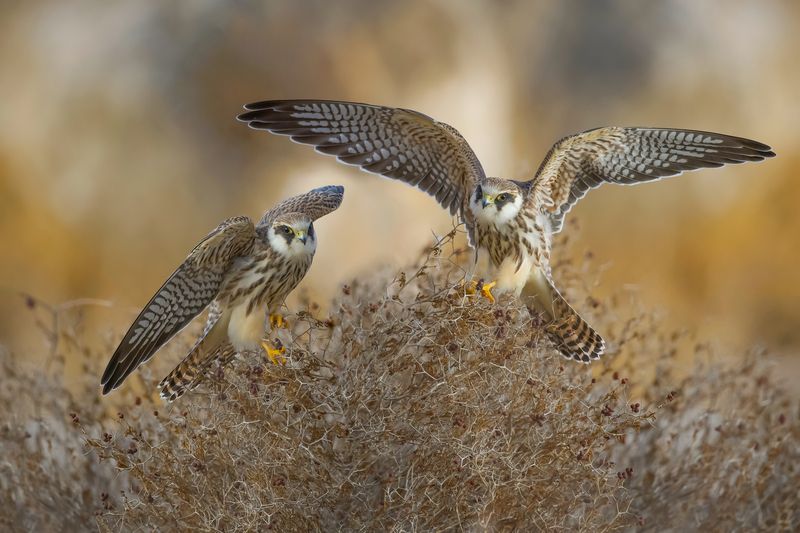 Junior Red footed Falcons фото превью