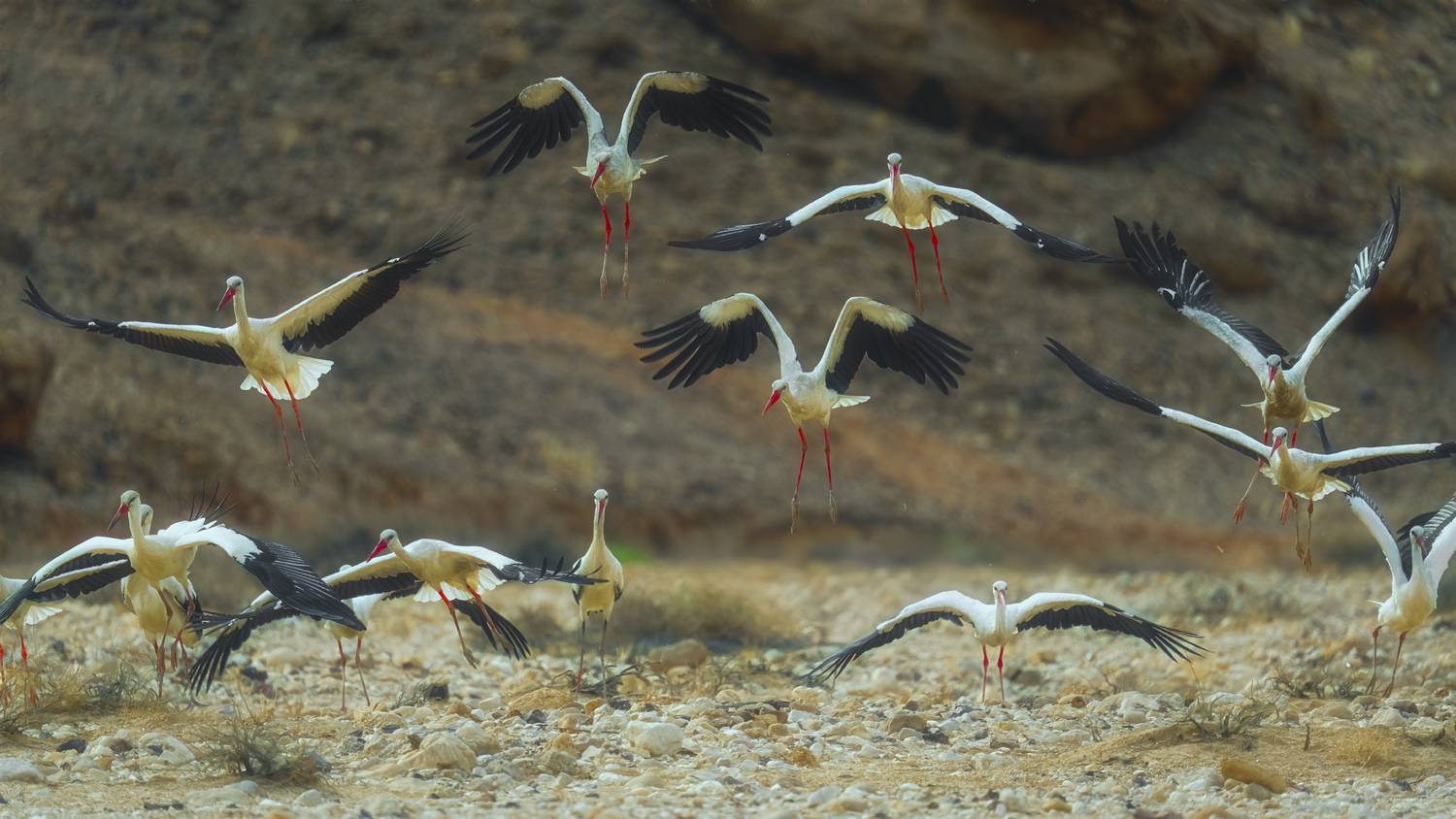 , Шварцман Евгений