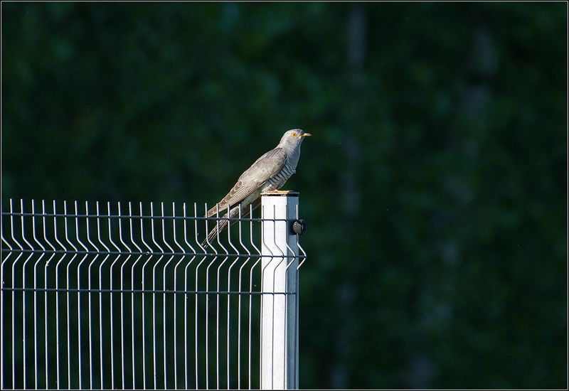 москва, лето, парк, птица Кукушка фото превью