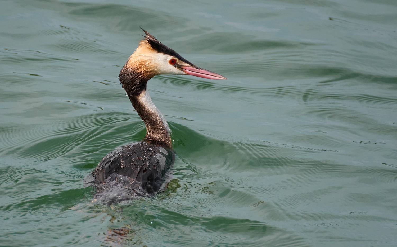 bird, wildlife, grebe, nature, wild, большая поганка, чомга, поганка, птицы, фотоохота, дикая природа, Полина Шальнева