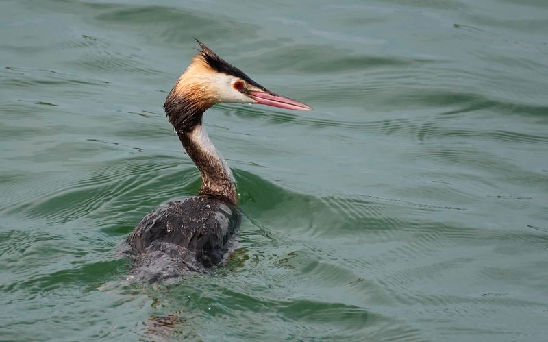 Большая поганка / Podiceps cristatus / Great crested grebe фото превью