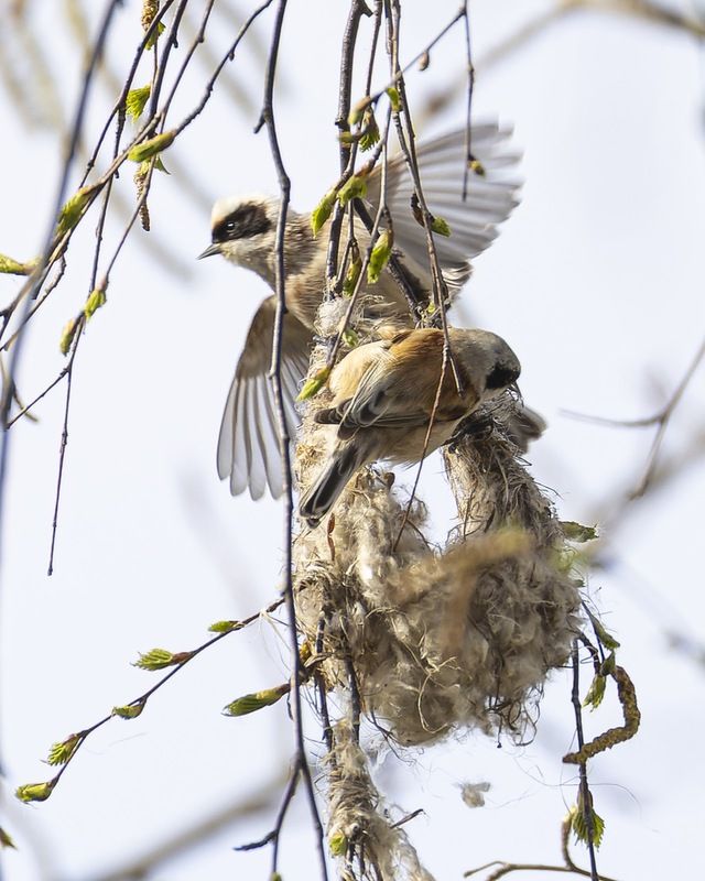ремез, обыкновенный ремез, птицы, penduline tit, birds Строительство гнезда фото превью