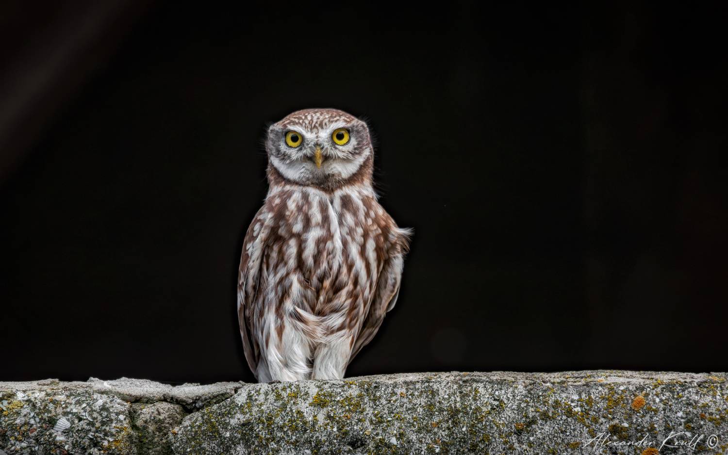 сыч, домовый сыч, сова, athene noctua, Круль Александр