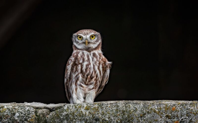 сыч, домовый сыч, сова, athene noctua Артист фото превью