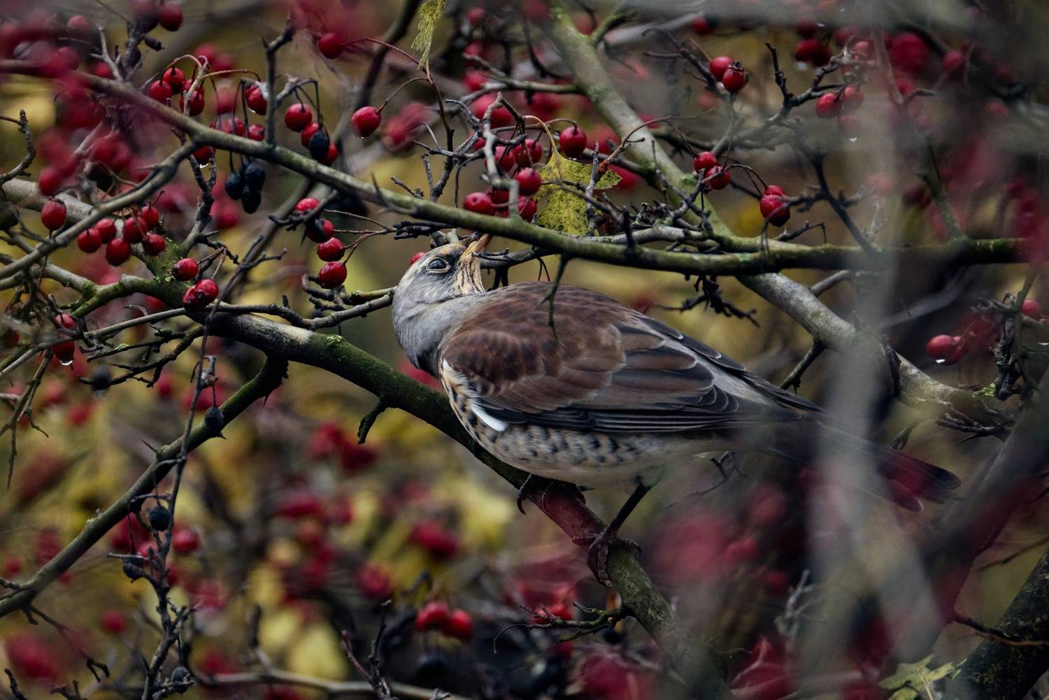 , ssmirs Сергей