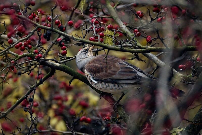 *** фото превью