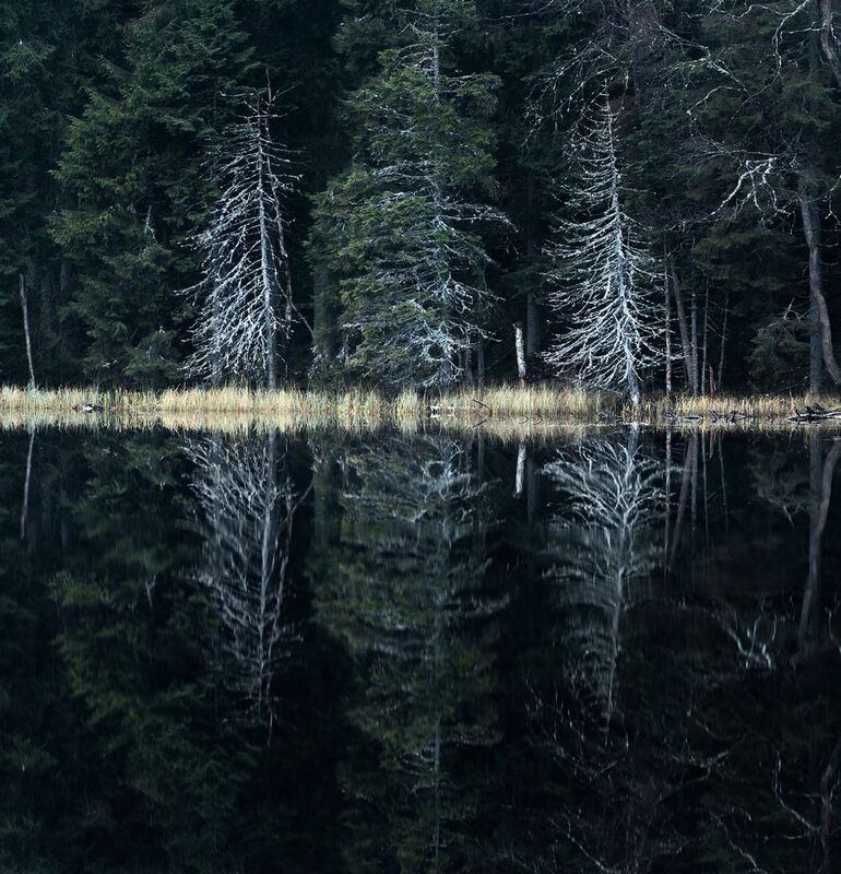 болото, карелия, туман, утро, рассвет, фототур Отражение фото превью