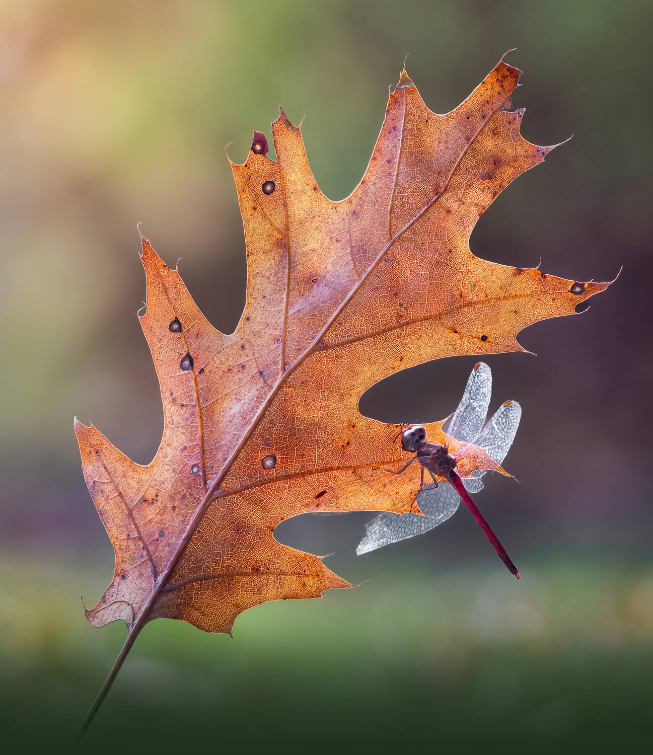 autumn, fall, maple, leaf, macro, dragon, dragonfly, grass, bokeh, seasons, Atul Saluja