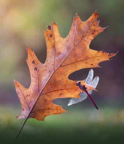 Whispers on an autumn wing