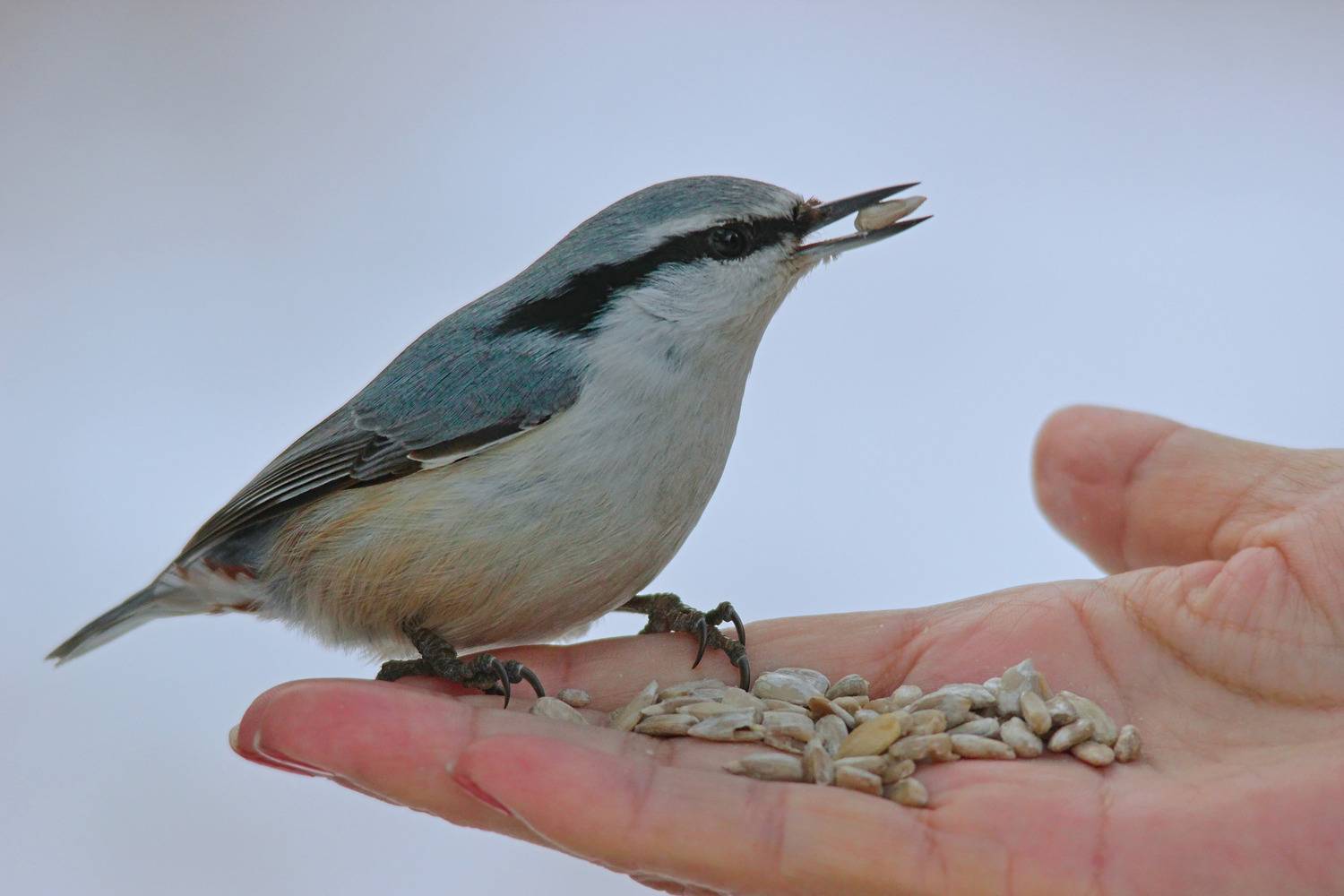 sitta europaea, обыкновенный поползень,, sergey izoya