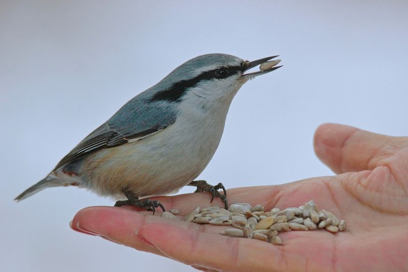 sitta europaea, обыкновенный поползень, Поползень. фото превью