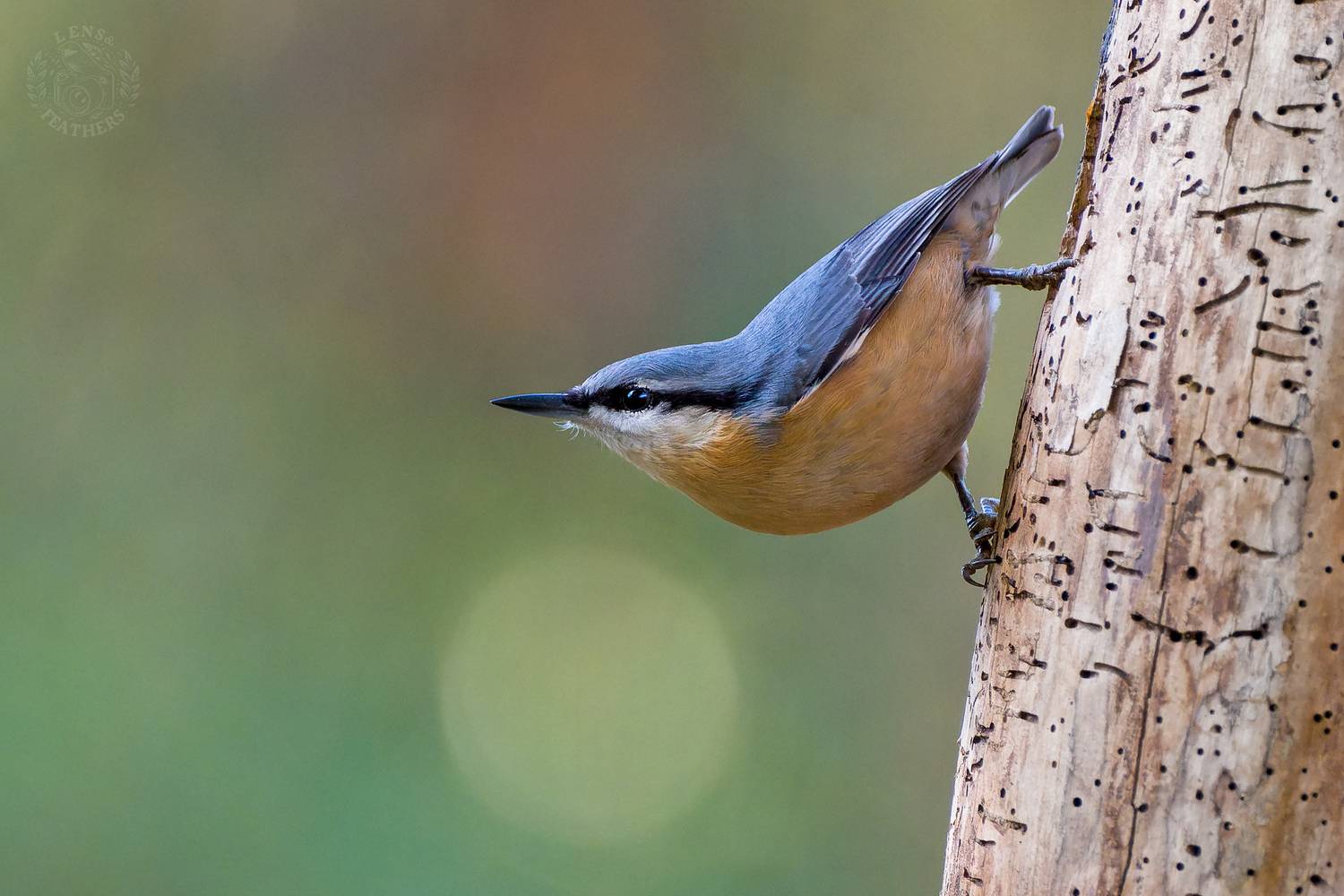 , Евгени Стефанов
