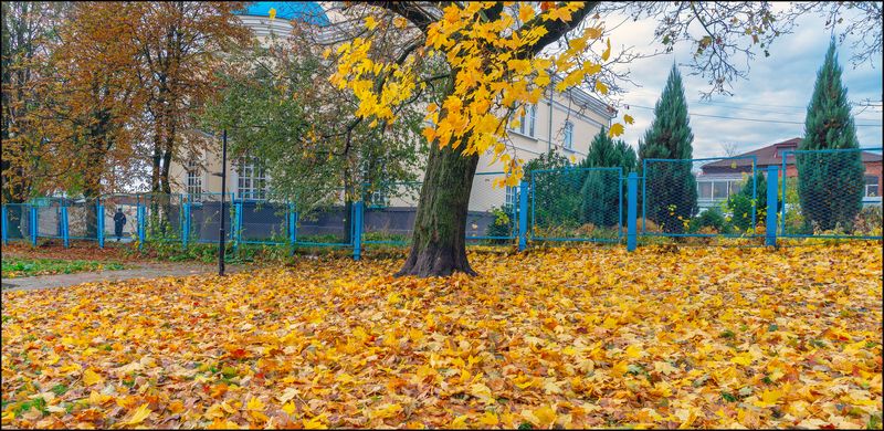 Клён...опавший фото превью