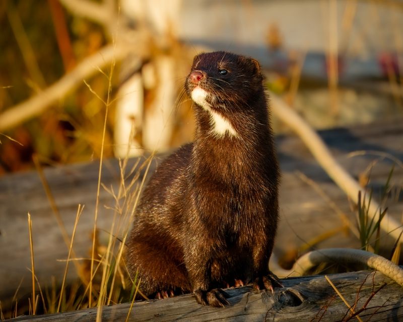 норка, байкал, животные, хищники А потрошки́ принесла?? Американская норка. фото превью