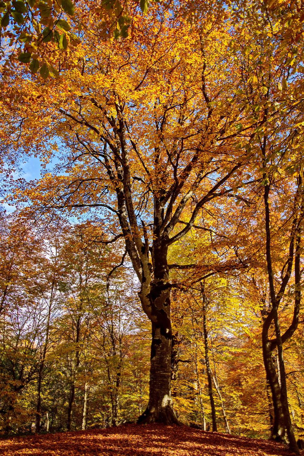 , Игорь Щербаков
