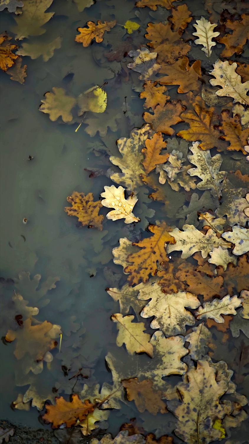 пейзаж, Murat Kuzhakhmetov