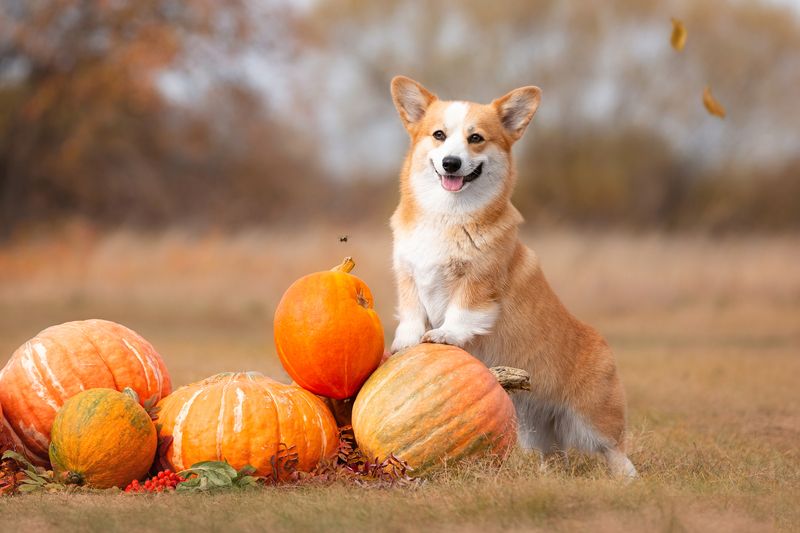 Осенняя симфония фото превью