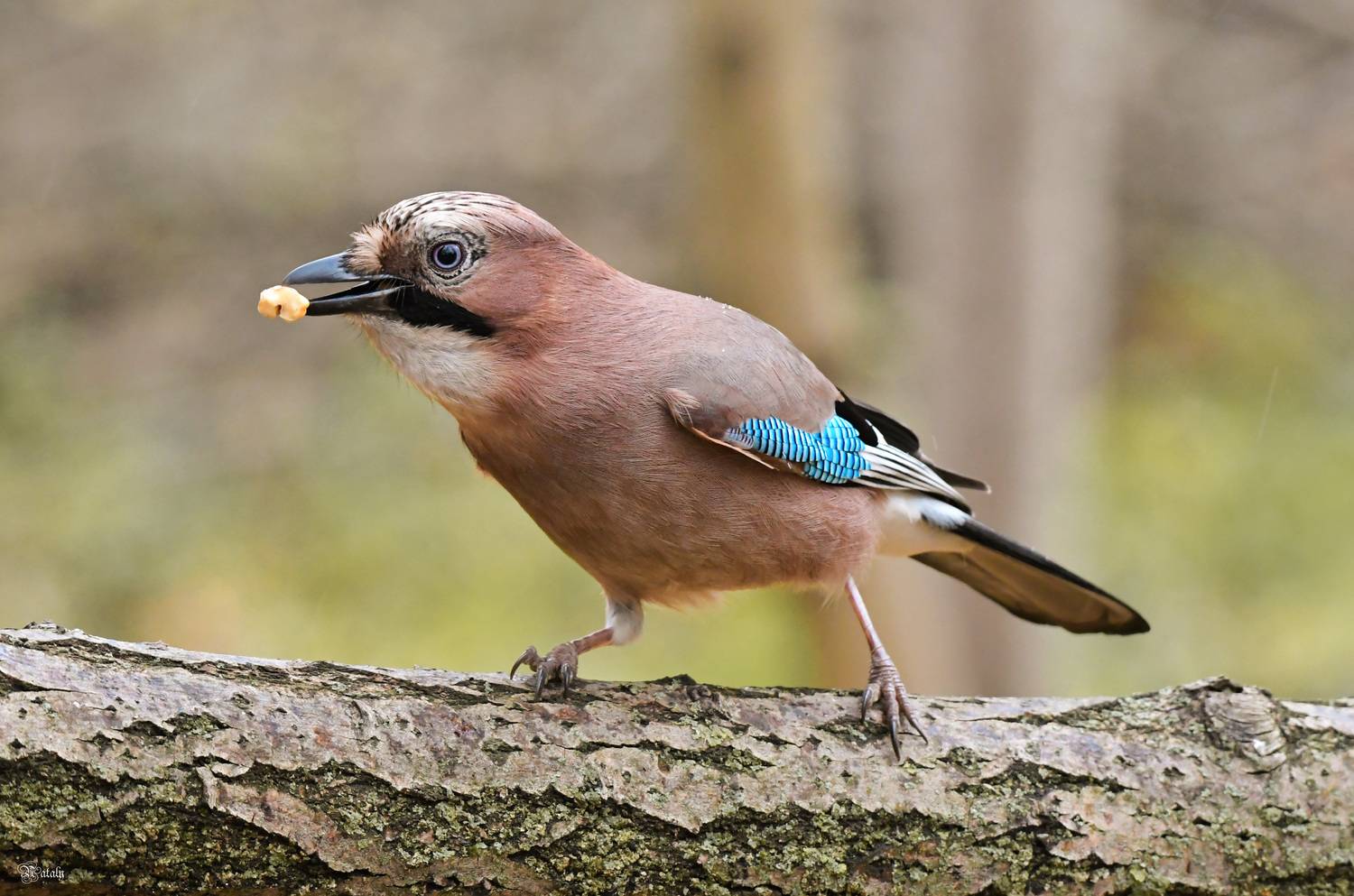 , Наталья Екимова