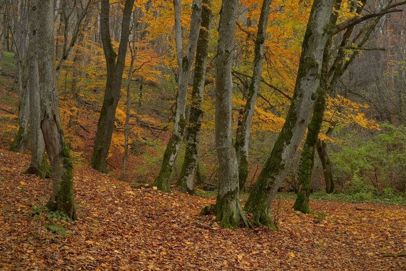 Осеннее утро в лесу фото превью