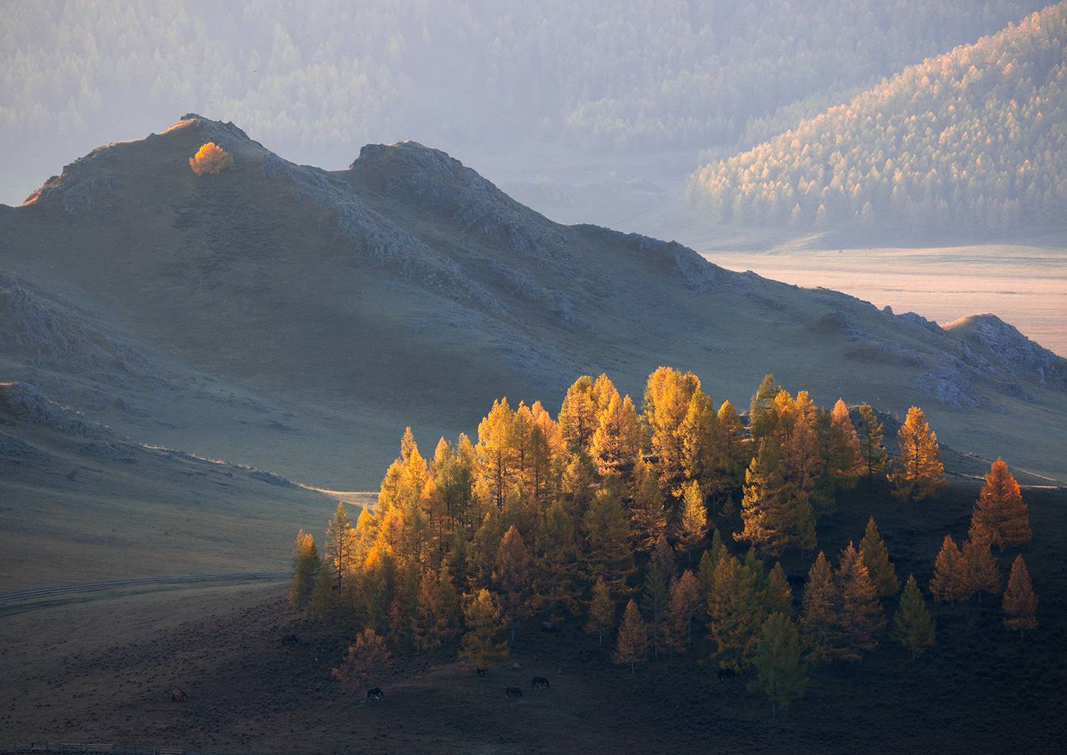 алтай, горы, свет, лиственницы,индивидуал, Сергей Буторин