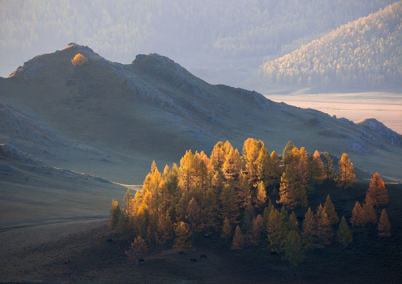алтай, горы, свет, лиственницы,индивидуал Индивидуал фото превью