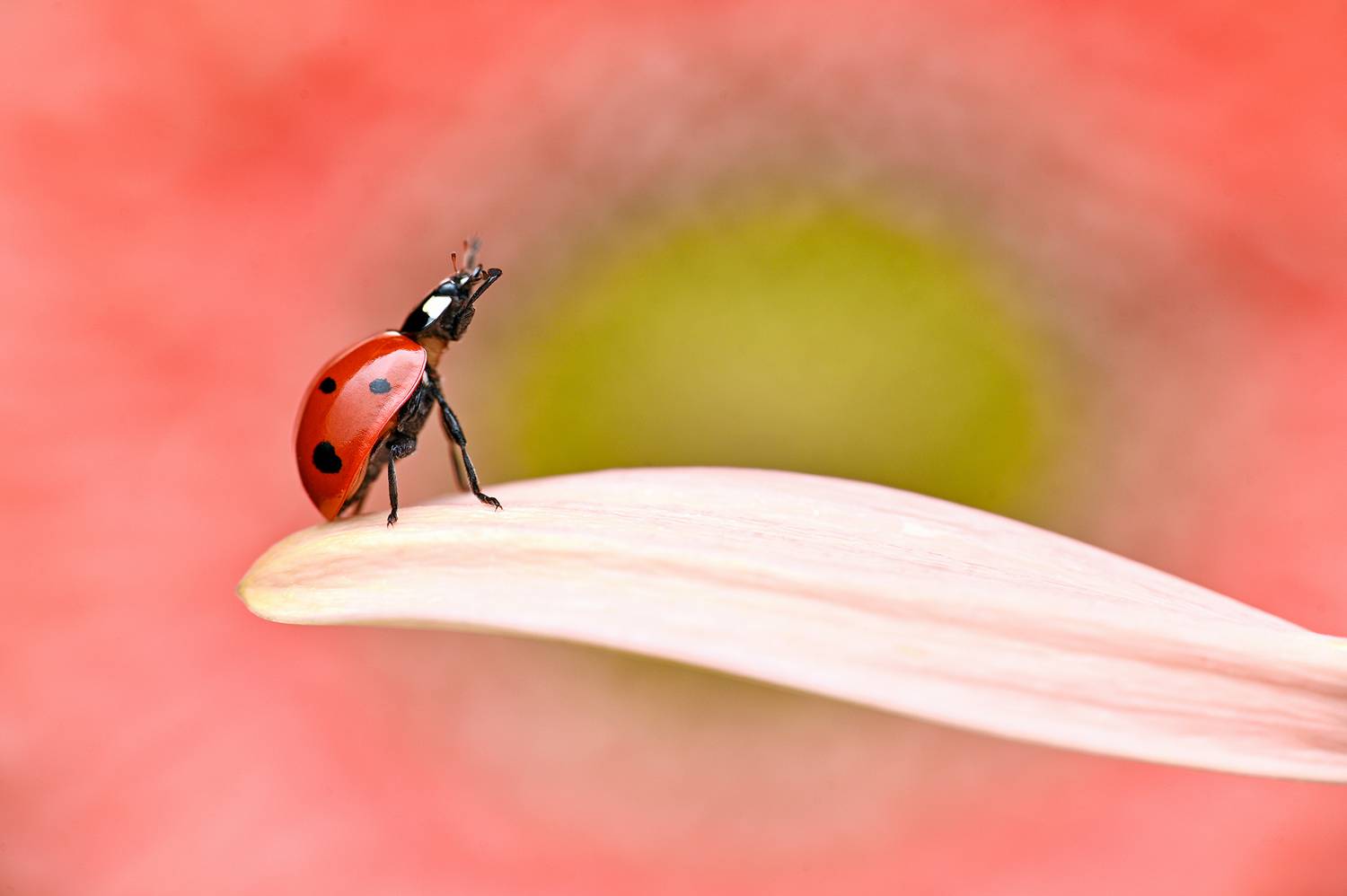 ceclii, macro, Tsvetan Ganev