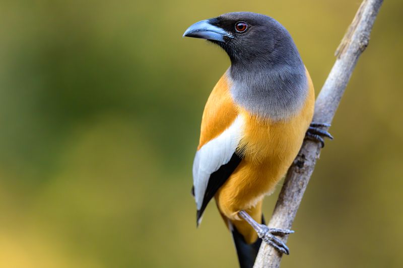 Сорока фото превью