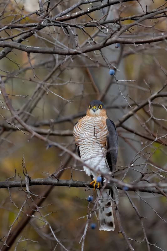 природа Ястреб перепелятник фото превью