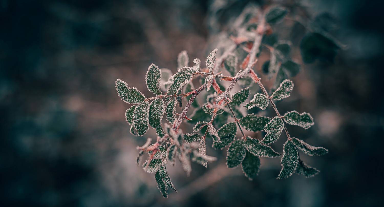 макро, природа, иней, шиповник, Подосинников Максим