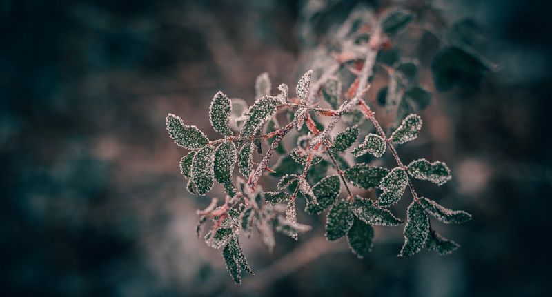 В предзимнем сахаре... фото превью