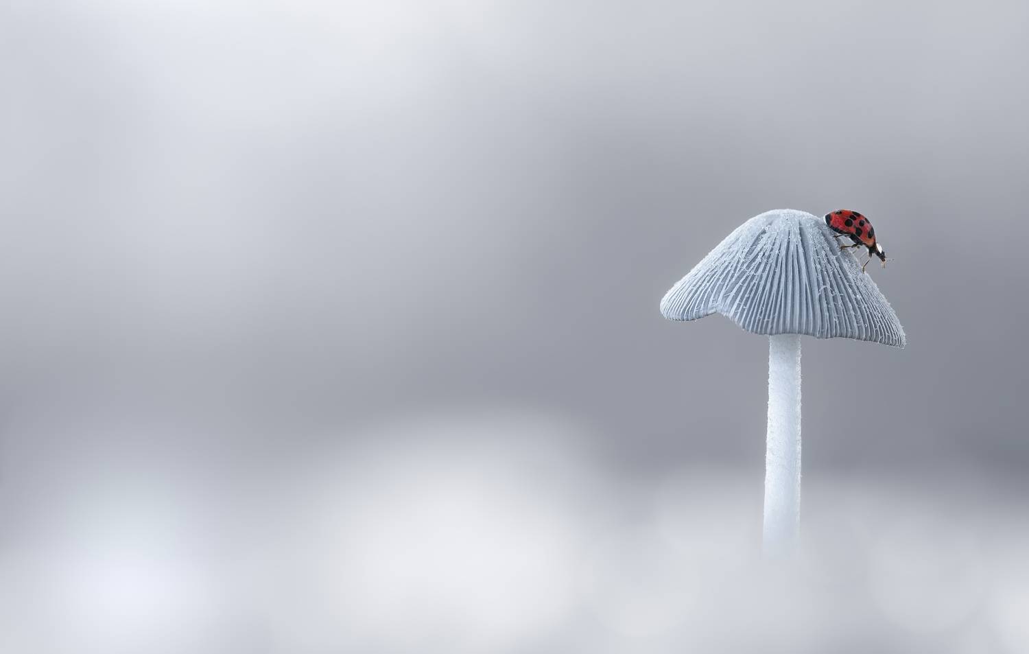 mushroom, fall, autumn, ladybug, beetle, insect, flower, macro, bugs, ladybird, wild nature, Atul Saluja