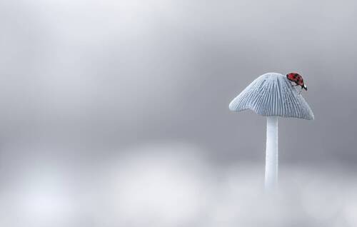 A solitary stain of red