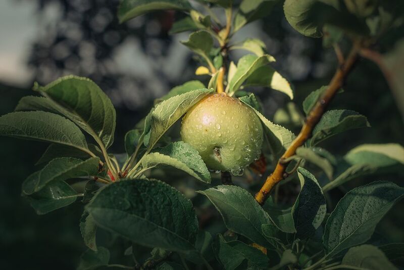 яблоко Apple фото превью