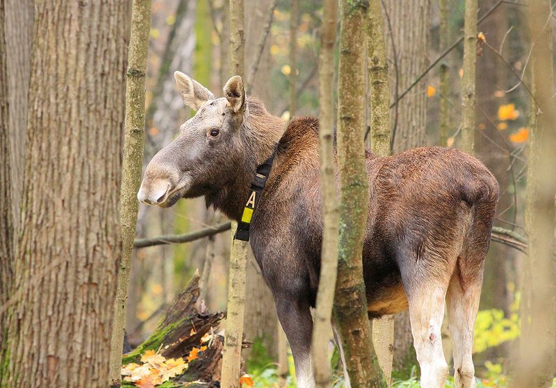 Лосиха с лосёнком фото превью