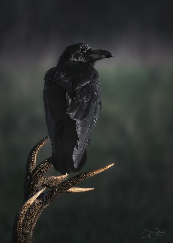 олень, беларусь, гон, deer, rut, осенний гон, красный бор, олени, осень, рассвет, red deer, туман, беларусь, красный бор, ворон Вестник фото превью