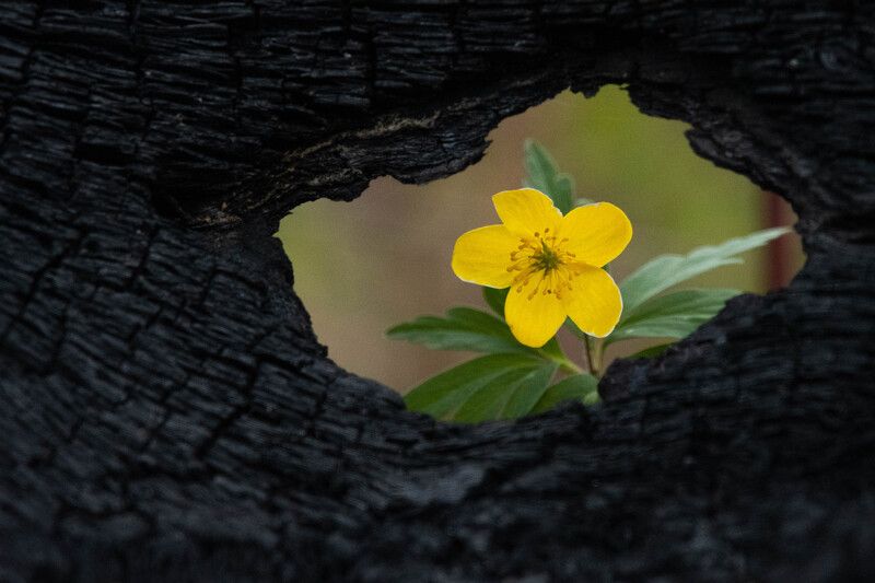Любопытный фото превью