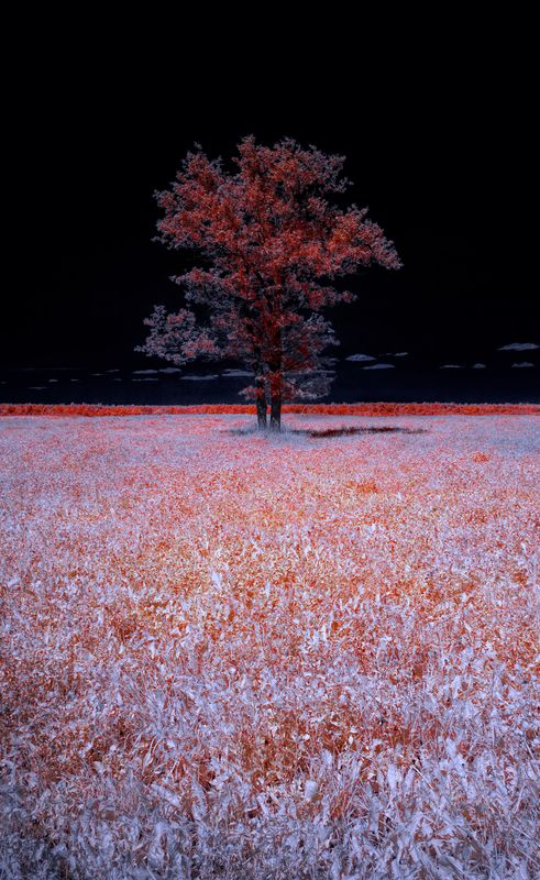 infrared, ик-фото, инфракрасное фото, инфракрасная фотография, пейзаж, лето Под жарким небом августа фото превью