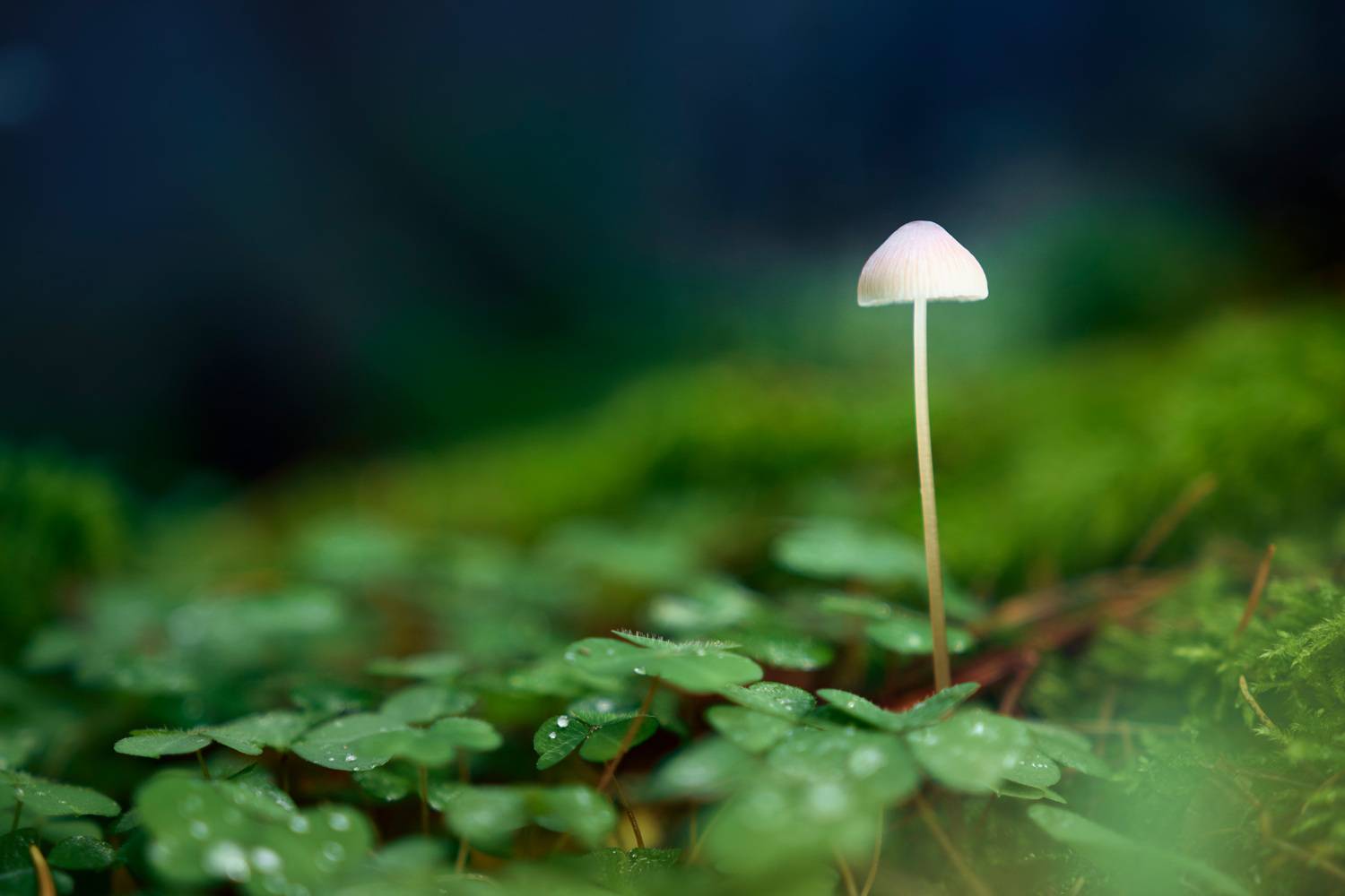 гриб, Валерий Вождаев