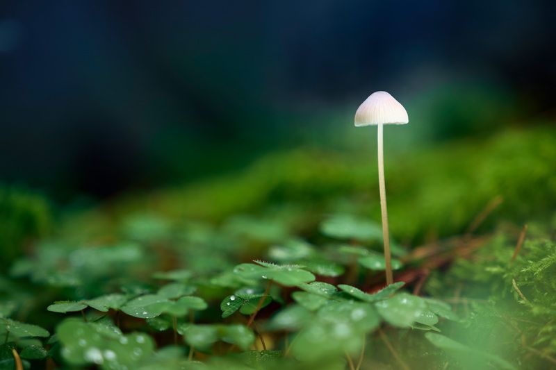 Одинокий грибок фото превью