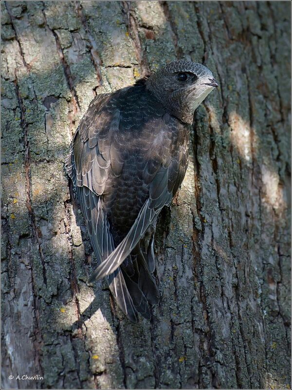Стриж фото превью