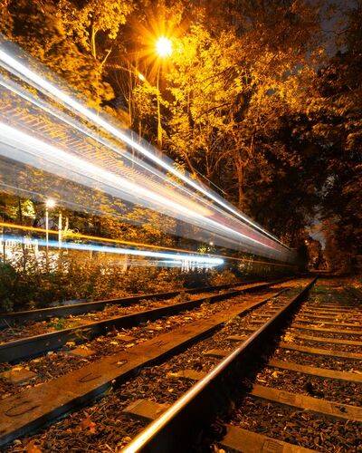 Лесные гости