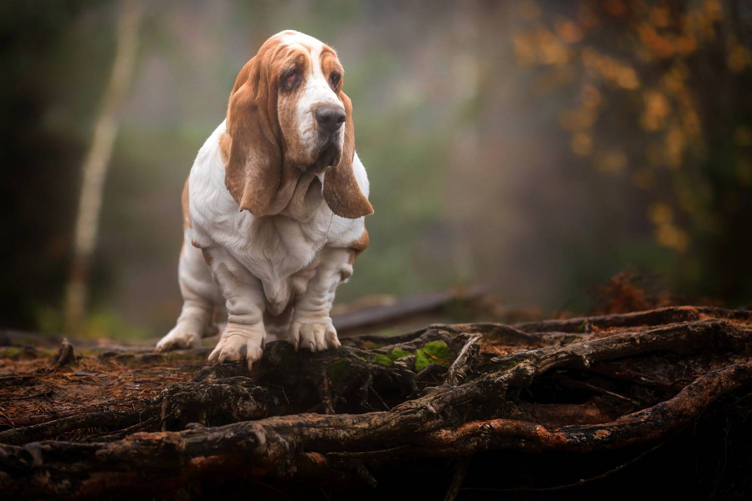 , Андрей Ершов