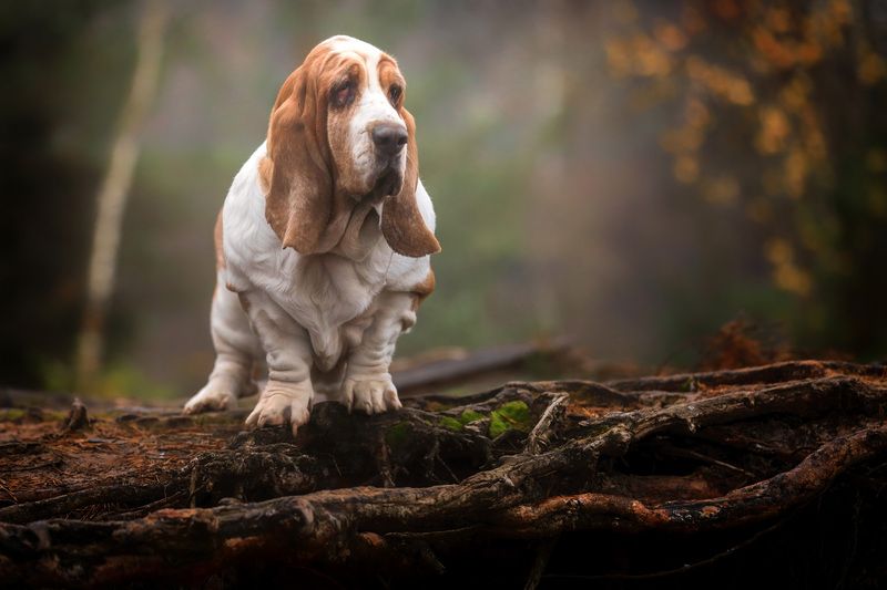 ..... фото превью