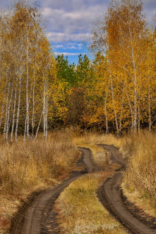 природа, осень, грунтовка, березы За поворотом осень.. фото превью