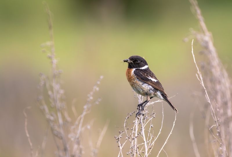 Черноголовый чекан. фото превью
