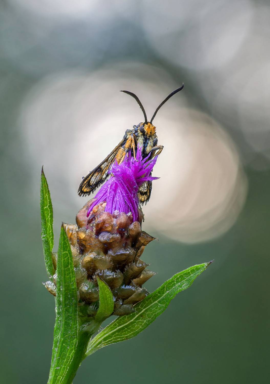 , Чепленко Алексей
