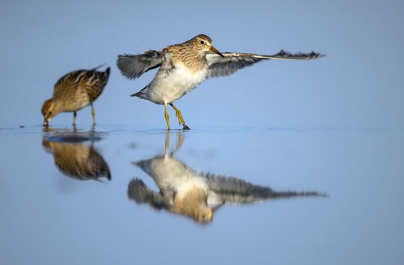 Pectoral Sandpiper фото превью