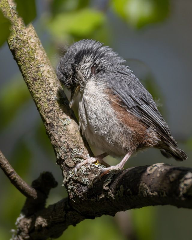 поползень, слеток, птенец, птицы Стою в углу., наказан... Выйду - пожалеете! фото превью