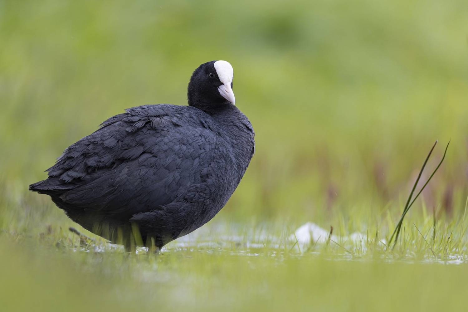 лысуха, птицы, Ruslan Pl